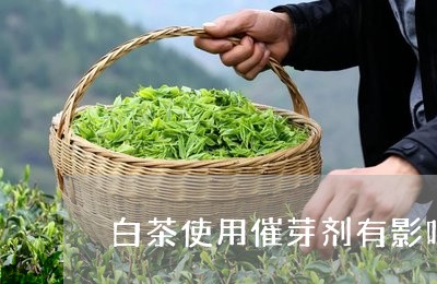 白茶使用催芽剂有影响吗/2023102836138