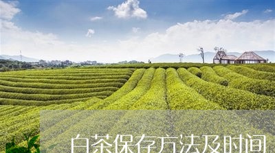 白茶保存方法及时间/2023072160815