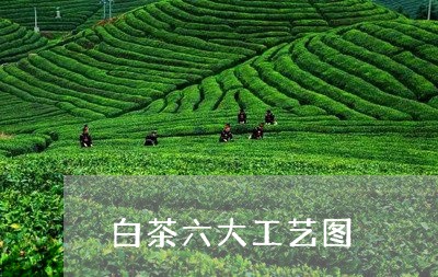 白茶六大工艺图/2023060430805