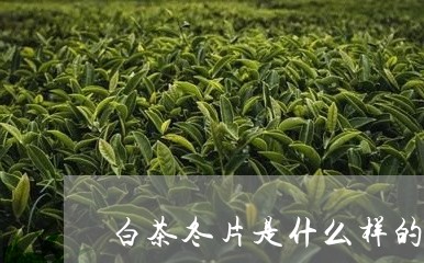 白茶冬片是什么样的/2023072262939