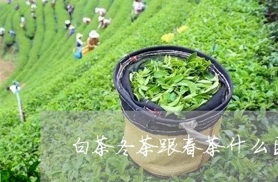 白茶冬茶跟春茶什么区别/2023073038691