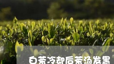 白茶冷却后茶汤发黑/2023072212727