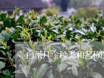 白茶几个种类和名称图片/2023102804157