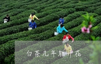 白茶几年能开花/2023060486050