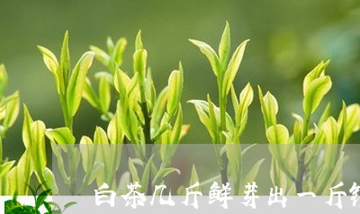 白茶几斤鲜芽出一斤银针/2023082594815