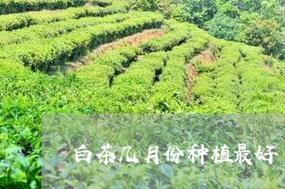 白茶几月份种植最好/2023063044956