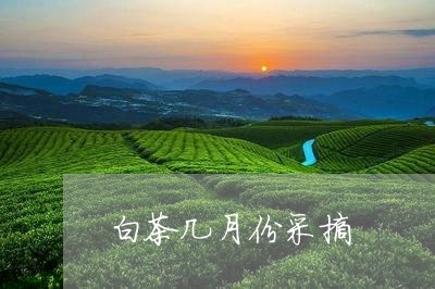 白茶几月份采摘/2023060470605