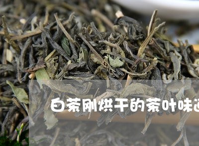 白茶刚烘干的茶叶味道重/2023102852825