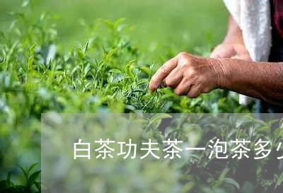 白茶功夫茶一泡茶多少克/2023102899372