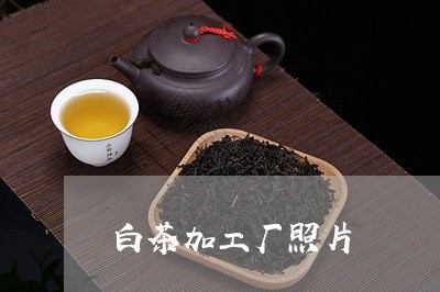 白茶加工厂照片/2023060414960