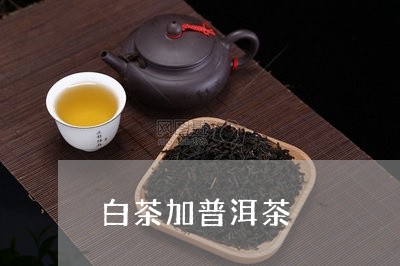 白茶加普洱茶/2023091246058