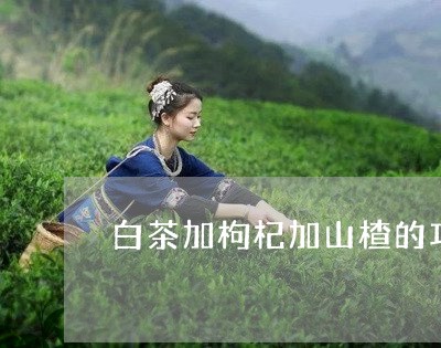 白茶加枸杞加山楂的功效/2023102886038