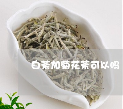 白茶加菊花茶可以吗/2023072194037