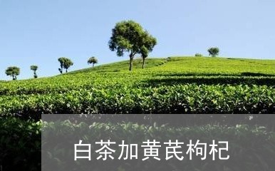 白茶加黄芪枸杞/2023060482707