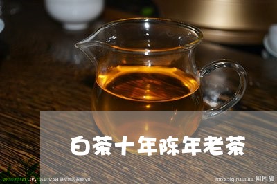 白茶十年陈年老茶/2023080269260