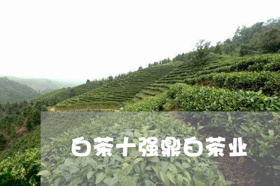 白茶十强鼎白茶业/2023080235250