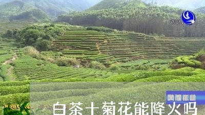 白茶十菊花能降火吗/2023072210261