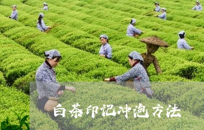 白茶印记冲泡方法/2023073068460