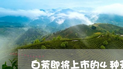 白茶即将上市的4种茶/2023092796251