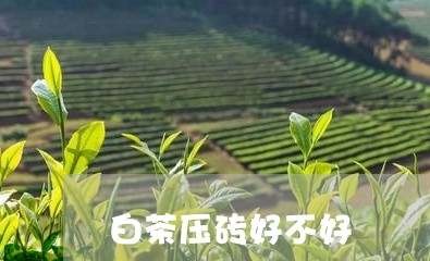 白茶压砖好不好/2023060442935