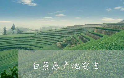 白茶原产地安吉/2023060441614