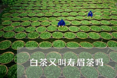 白茶又叫寿眉茶吗/2023111623036