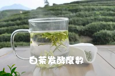 白茶发酵度数/2023051977271