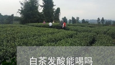 白茶发酸能喝吗/2023060482939