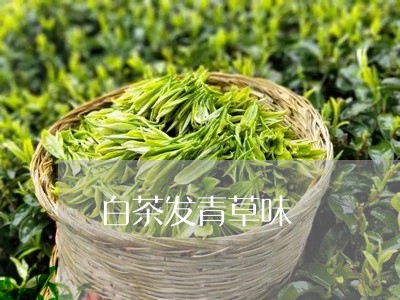 白茶发青草味/2023051985137