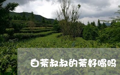 白茶叔叔的茶好喝吗/2023072229271