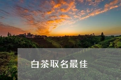 白茶取名最佳/2023051934925