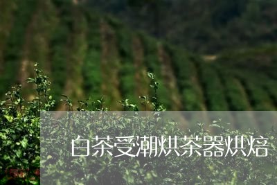 白茶受潮烘茶器烘焙/2023072267150