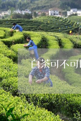 白茶可不可以养茶宠/2023072271713