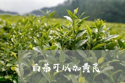 白茶可以加黄芪/2023060467360