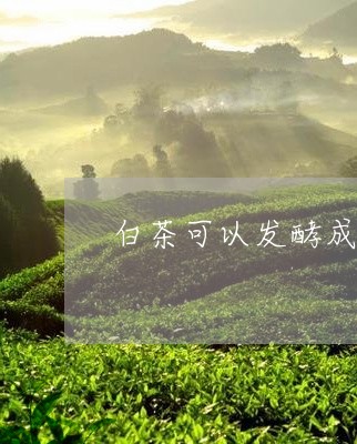 白茶可以发酵成红茶吗/2023100502614