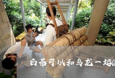 白茶可以和乌龙一起泡/2023100563825