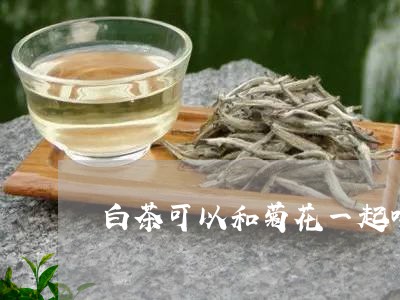 白茶可以和菊花一起喝/2023100522823