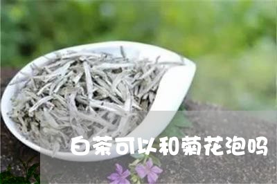 白茶可以和菊花泡吗/2023072265936