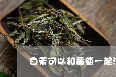 白茶可以和黄菊一起泡/2023073074837