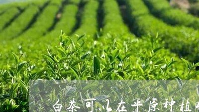 白茶可以在平原种植吗/2023100578472