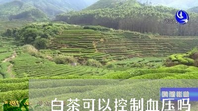 白茶可以控制血压吗/2023072217058