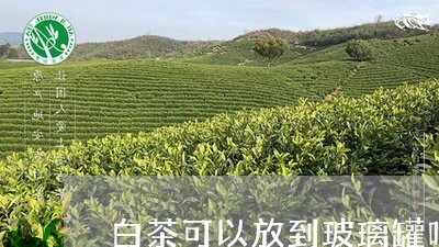 白茶可以放到玻璃罐吗/2023100571484