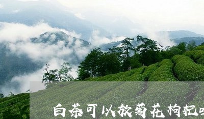 白茶可以放菊花枸杞吗/2023100555258