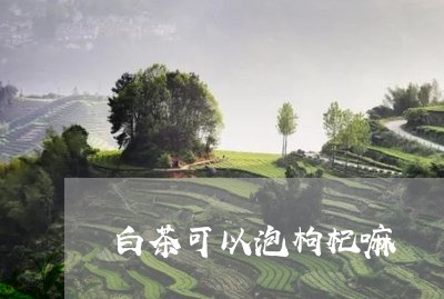 白茶可以泡枸杞嘛/2023080135268