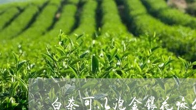 白茶可以泡金银花嘛么/2023100533717