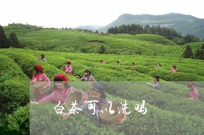 白茶可以洗吗/2023051927269