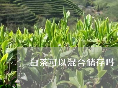 白茶可以混合储存吗/2023072339494