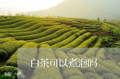 白茶可以煮泡吗/2023060479615