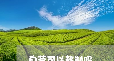 白茶可以熬制吗/2023070192940