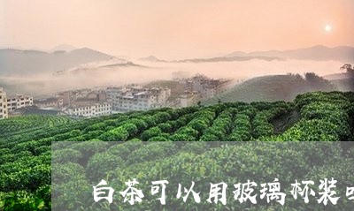 白茶可以用玻璃杯装吗/2023100571894